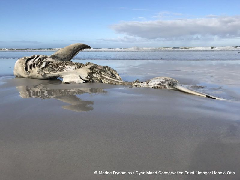 Imagen: Hennie Otto/Marine Dynamics/Dyer Island Conservation Trust.
